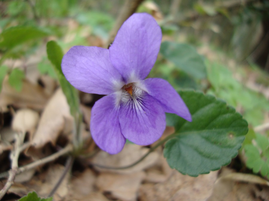 Viola alba Besser subsp. dehnhardtii